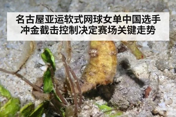 名古屋亚运软式网球女单中国选手冲金截击控制决定赛场关键走势